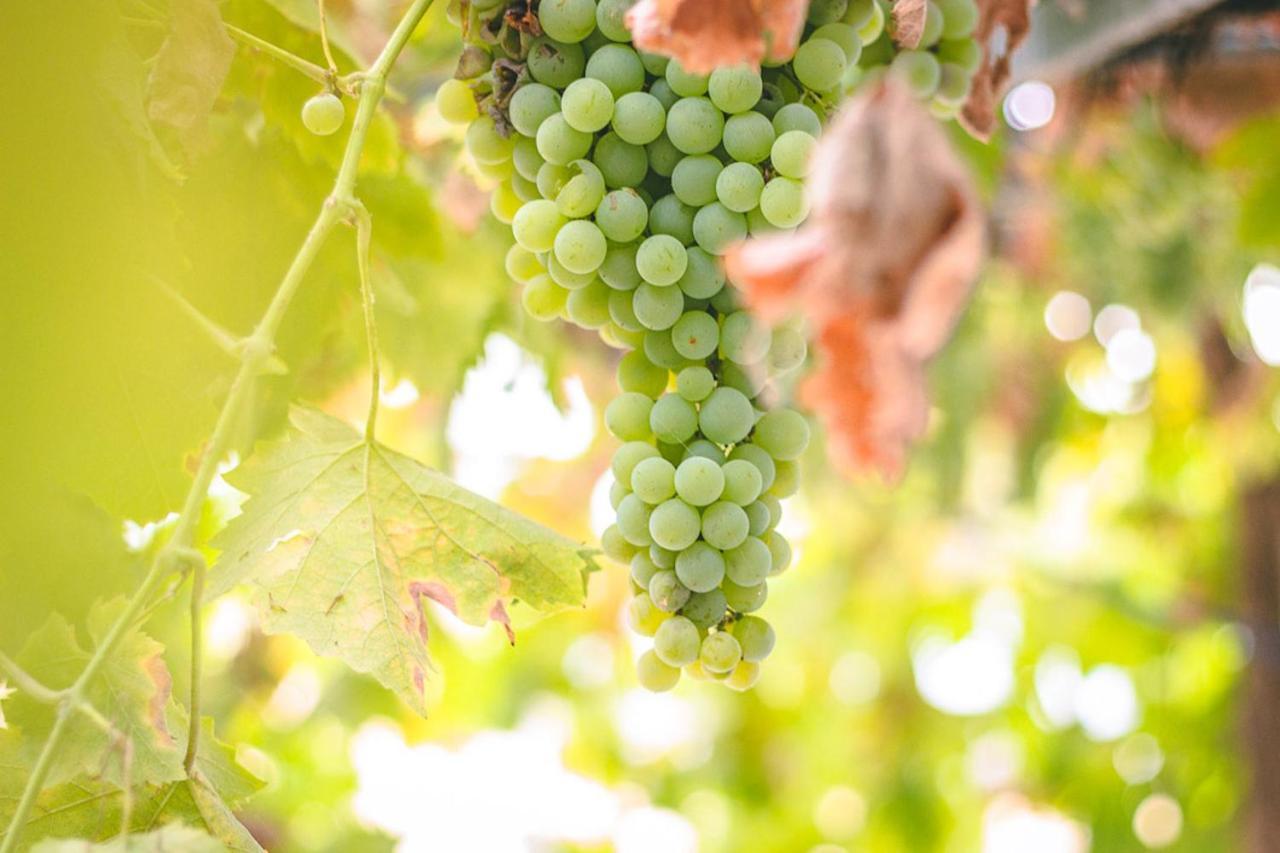 Mourão Monte Do Colmeal - Country House & Wineゲストハウス エクステリア 写真